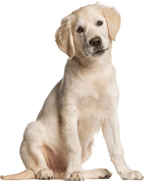 adorable golden retriever puppy on transparent background