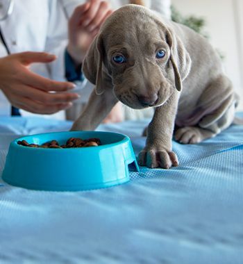 small gray puppy begins eat