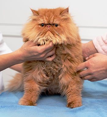 Microchipping an orange cat