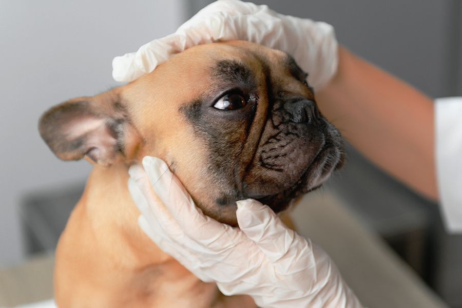 vet checking french bulldog