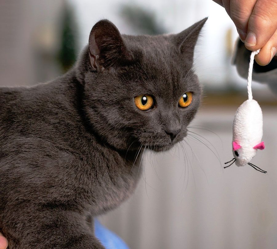 Dark grey cat looking at a toy mouse