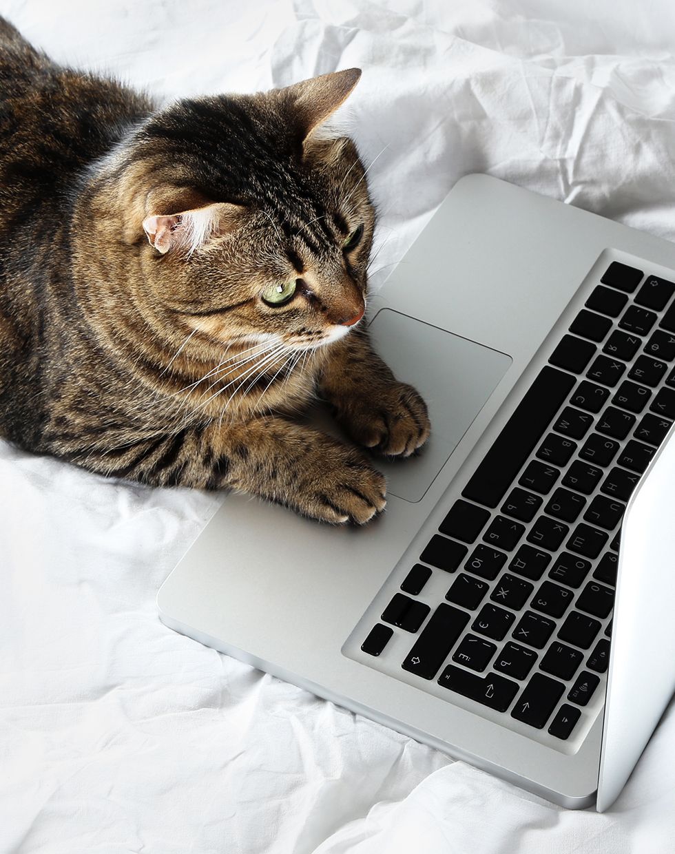 beautiful cat laying down on a laptop