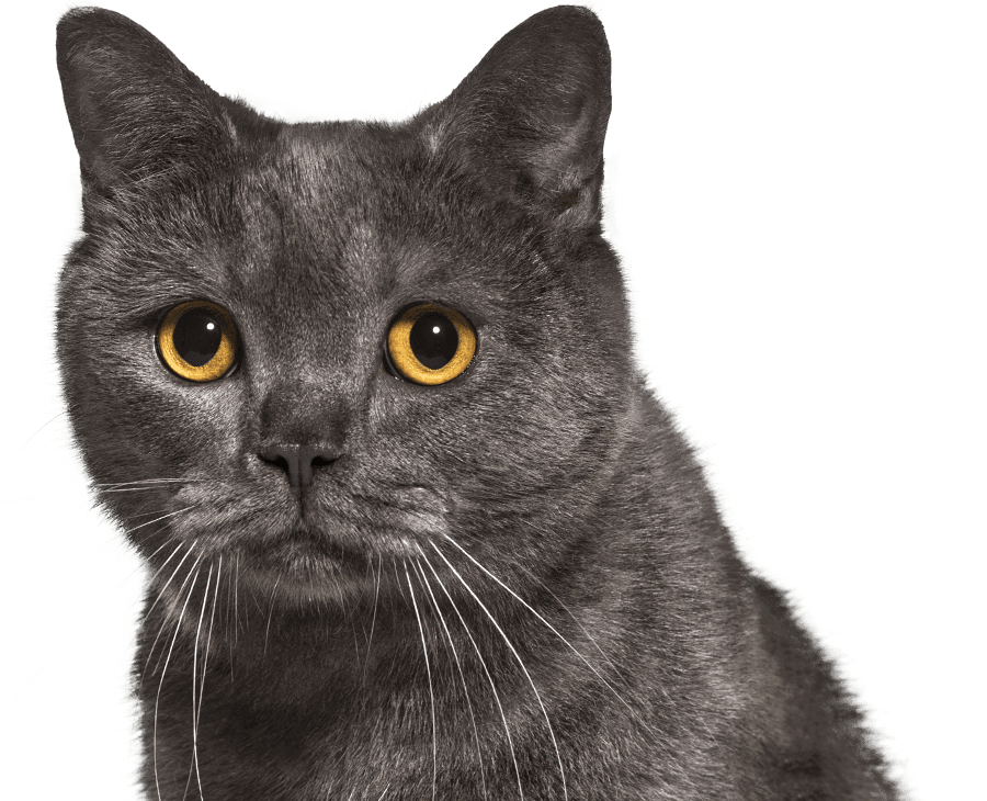all gray british shorthair cat with yellow eyes