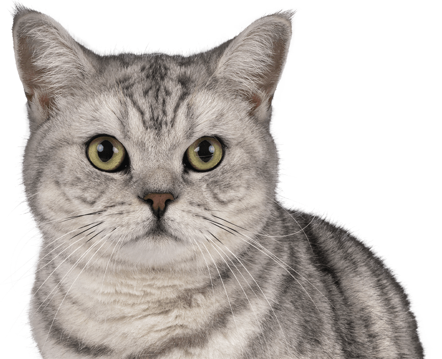 gray british shorthair cat with green eyes