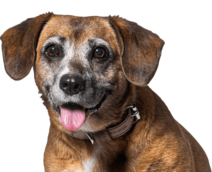 smiling senior dog on transparent background