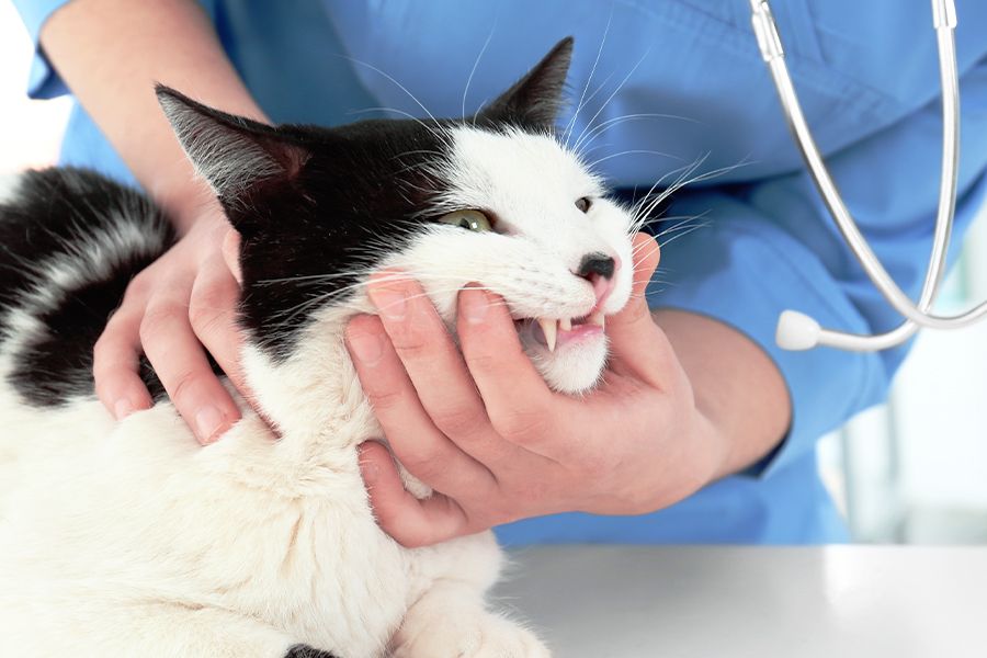vet checking cat's oral health