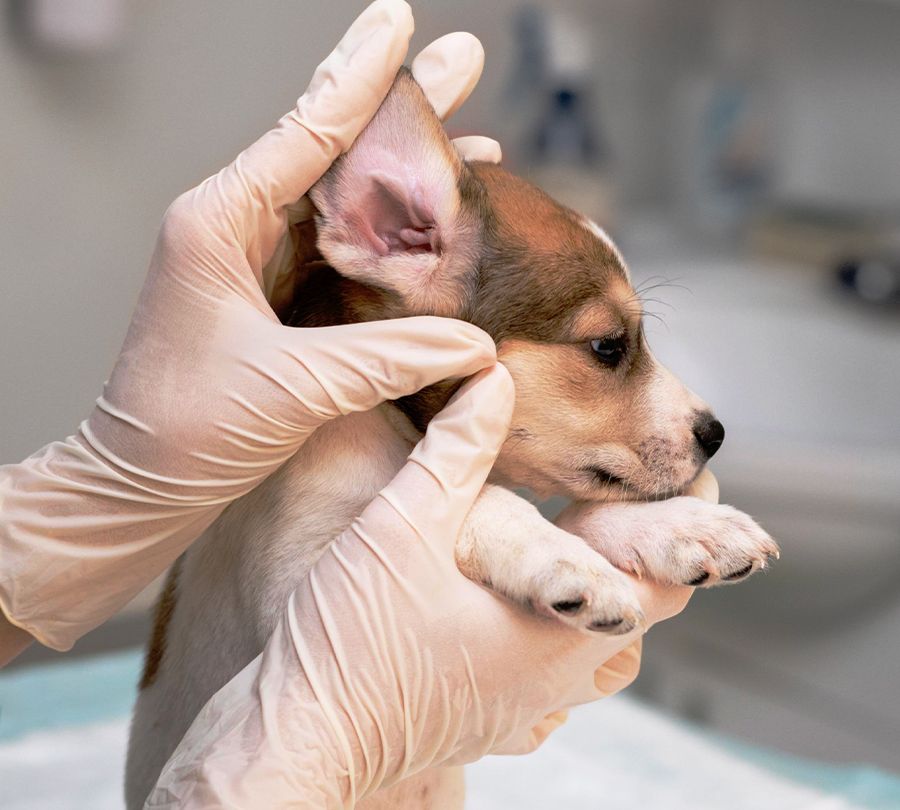 vet taking care of a little dog's ear