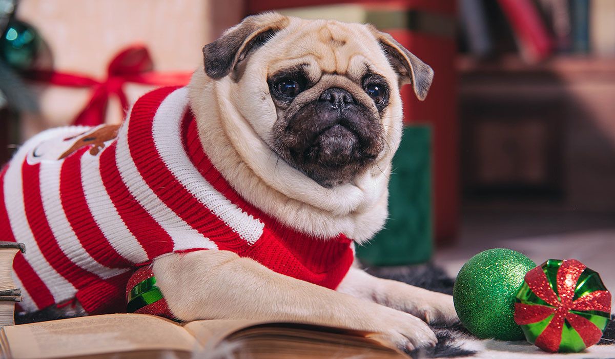 dog-santa-costume-is-sitting-christmas-tree-with-gifts