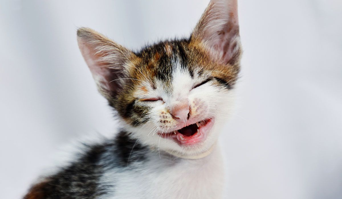 smiling-kitten-with-new-teeth