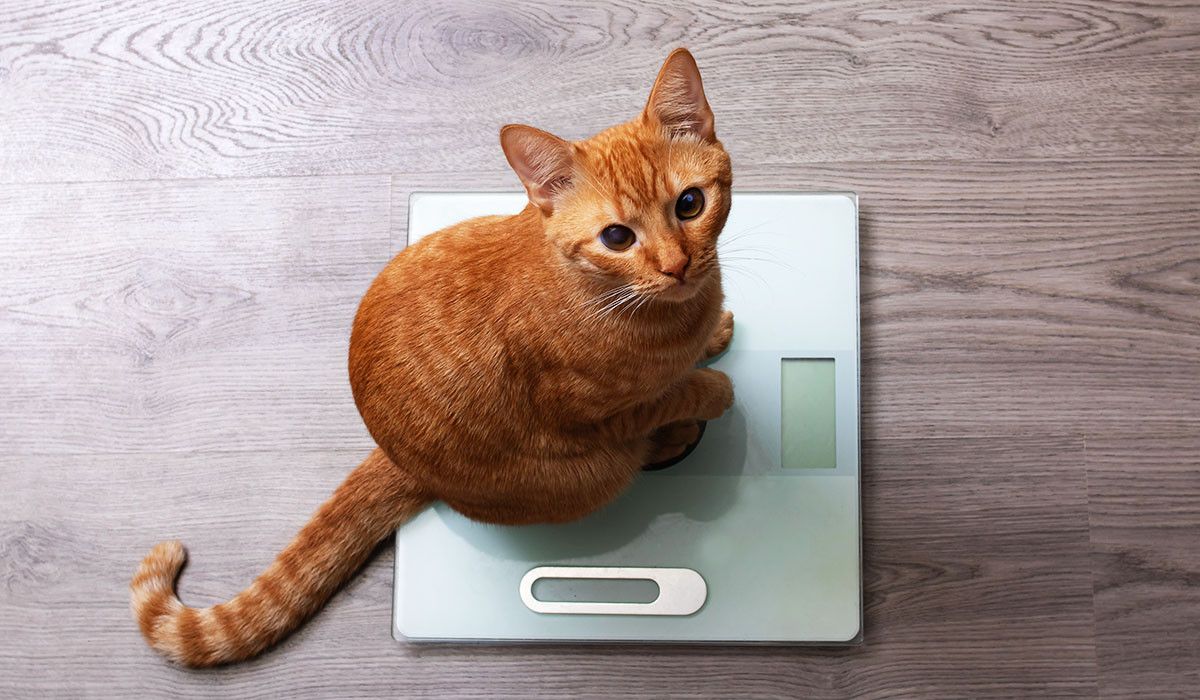 feline-weight-check-before-microchipping