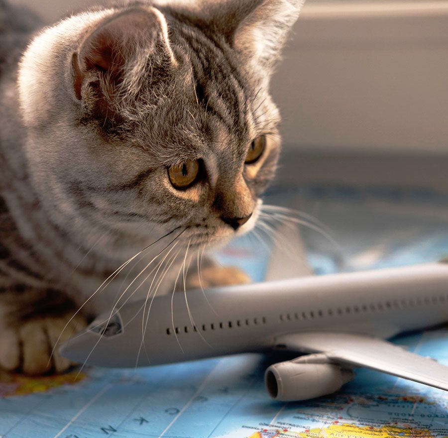 Cat viewing its health certificate