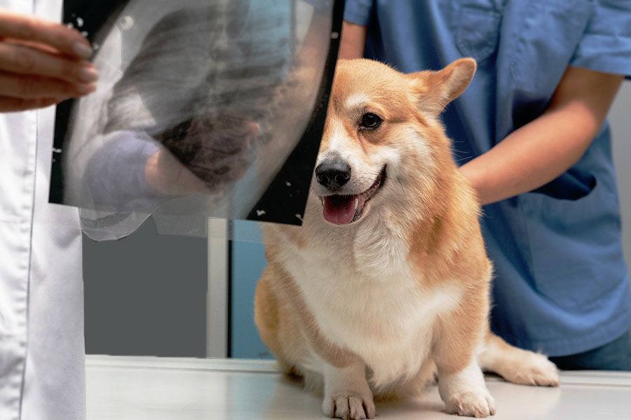 doctor checking dog in the house