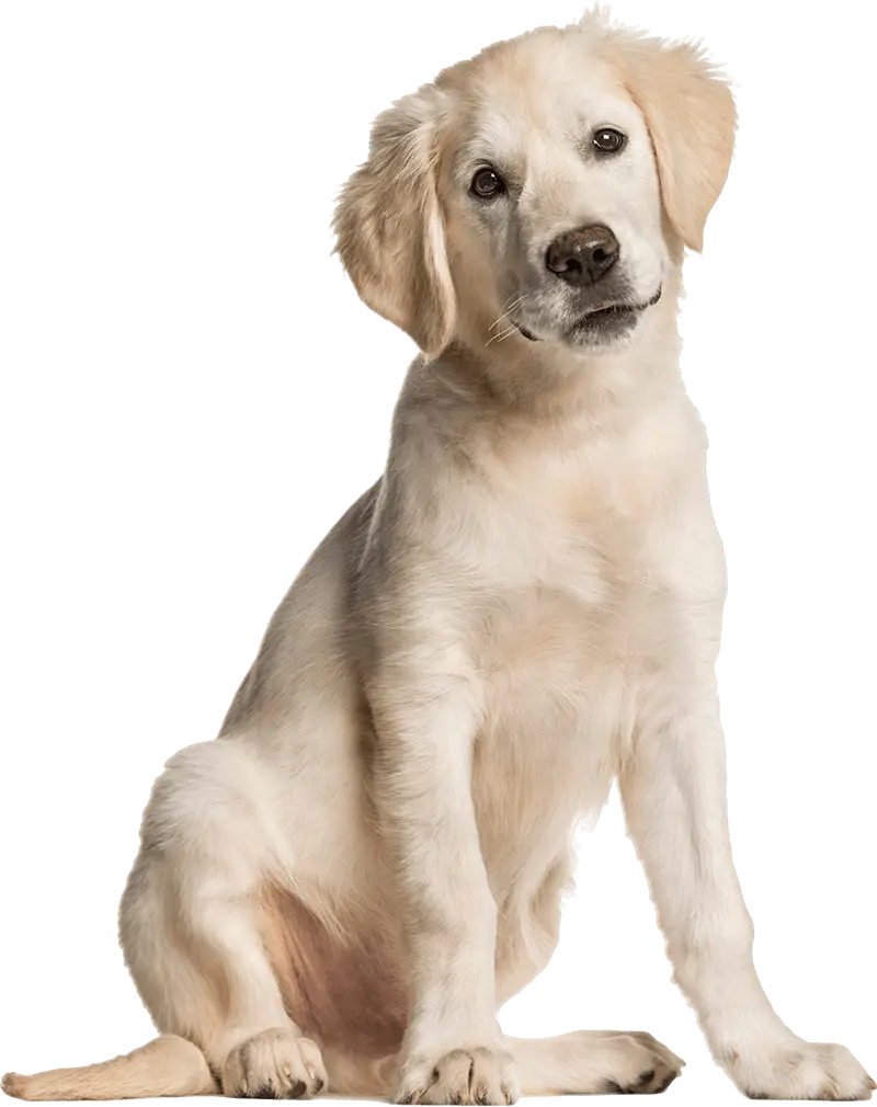 adorable golden retriever puppy on transparent background
