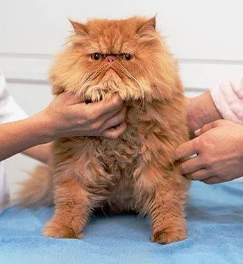 Microchipping an orange cat