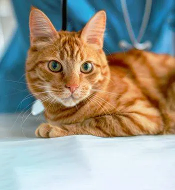 orange striped cat at the vet