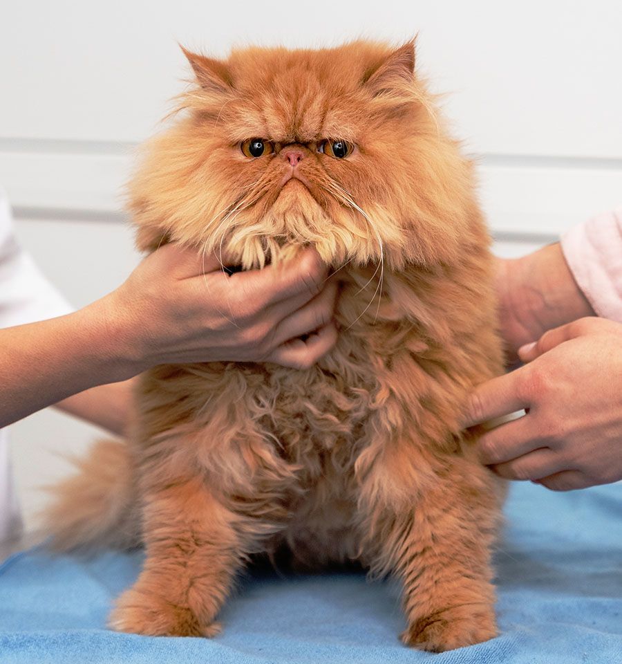 microchipping a orange cat