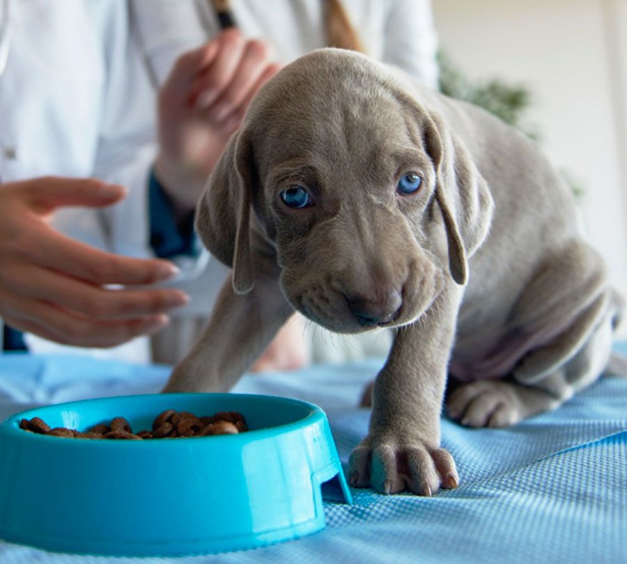 small gray puppy with a blue bowl in front of it