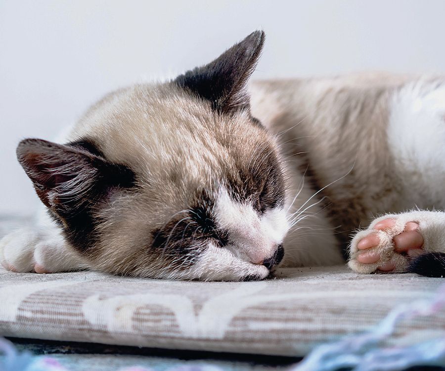 siamese cat sleeping