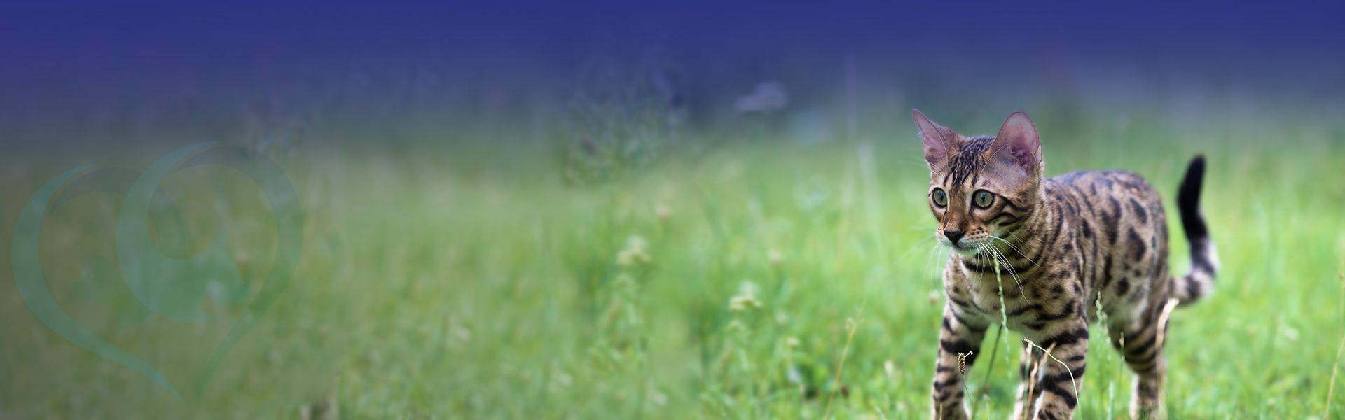 bengal cat walking on the green grass