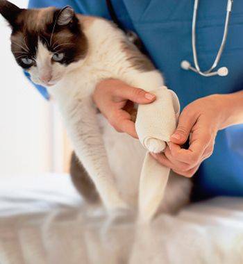 vet bandaging cat