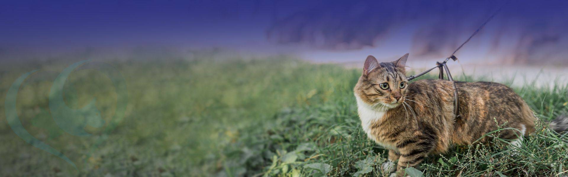 brown tabby cat with collar standing on green grass