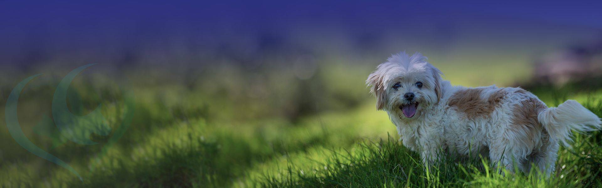 adorable australian farm dog standing on green grass