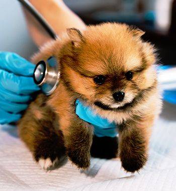 veterinarian checking a brown furry puppy