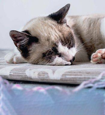 siamese cat sleeping