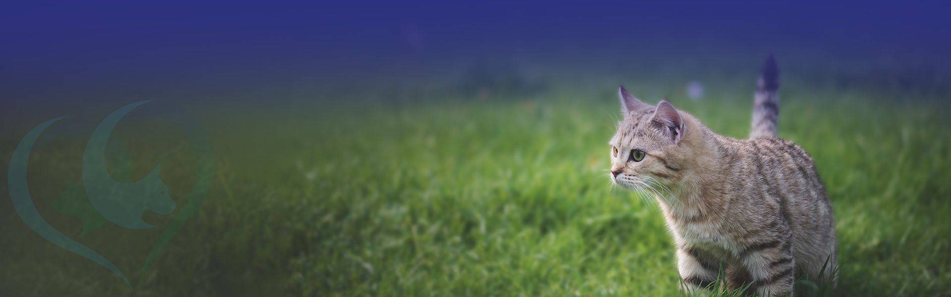 curious striped cat walking in the field