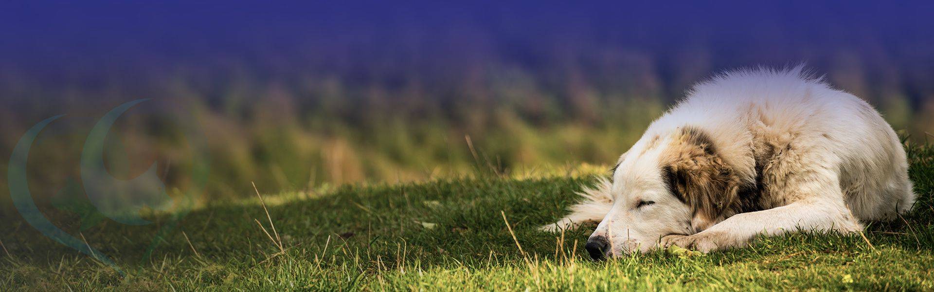 fluffy shepherd dog lying on green grass