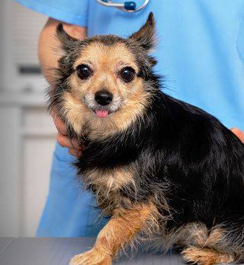 little senior dog at the vet
