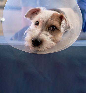 jack russell terrier wearing an elizabethan cone