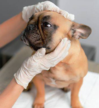 vet checking french bulldog