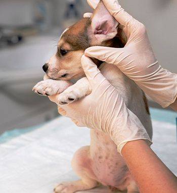 Dog Ear Dermatology Care