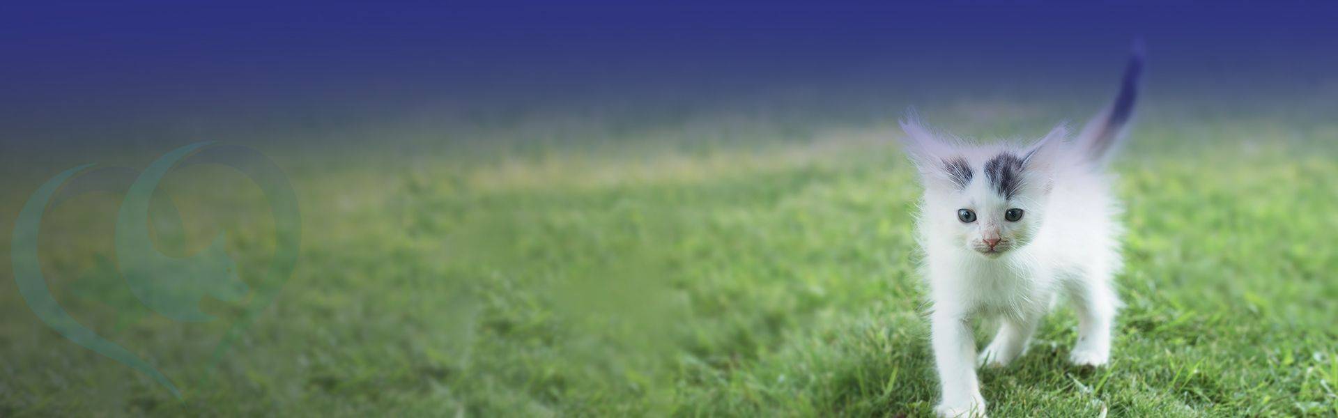 cute kitten walking in the field
