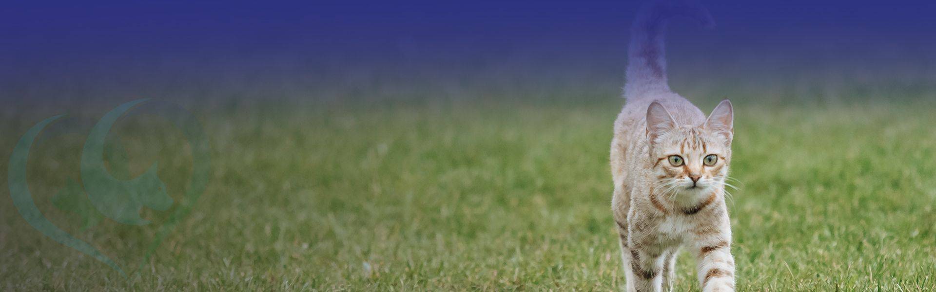 red cat with white spots walking on green grass