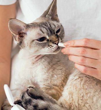 owner giving pill to his senior cat
