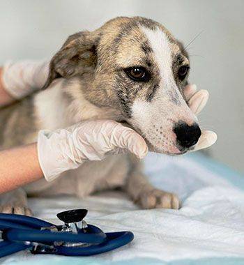 Soft-Tissue surgery for pets