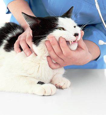 vet checking cat's oral health