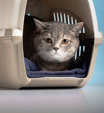 Gray cat inside a carrier