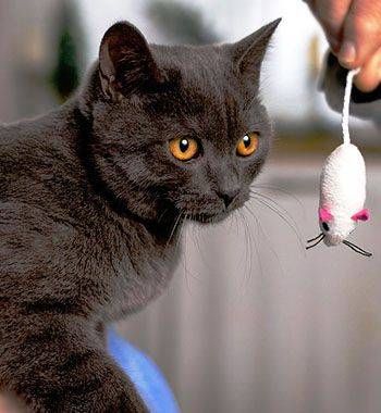 Cat Looking at a Toy Mouse