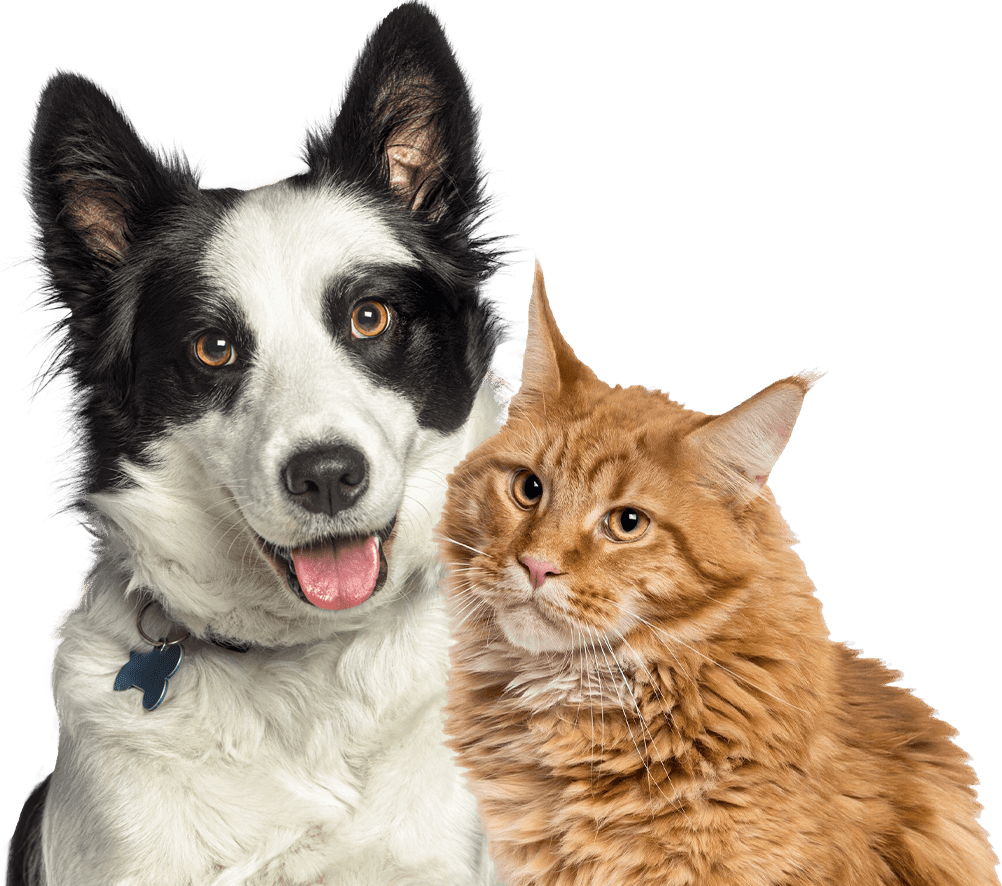 smiling border collie dog and a fluffy ginger cat together