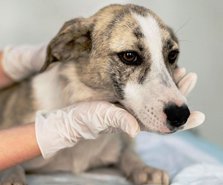 soft tissue surgery for dogs