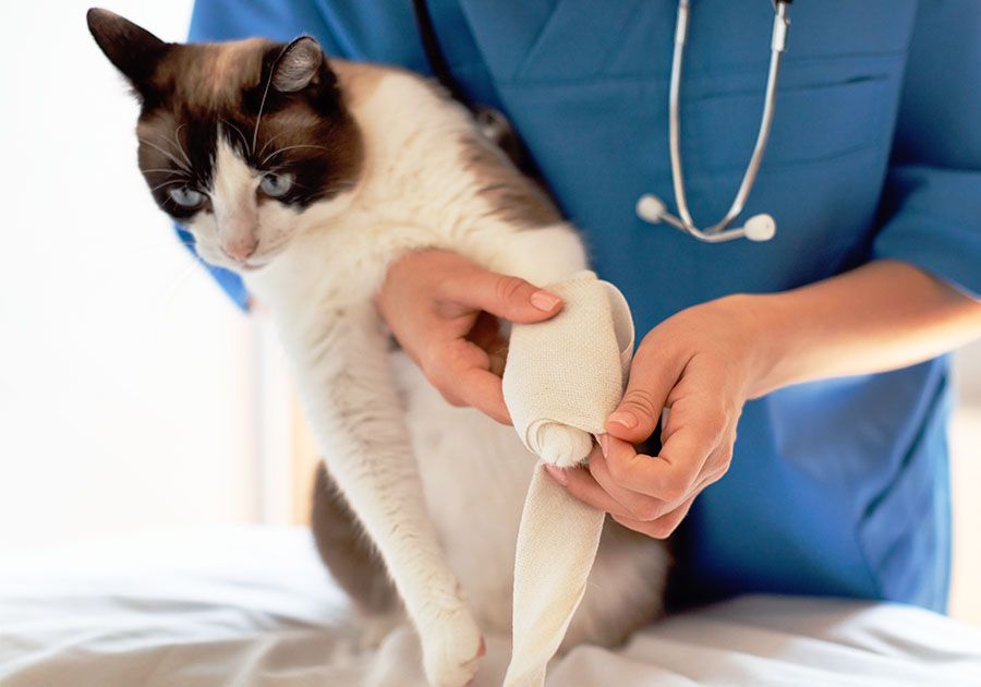 Emergency Care of a Cat