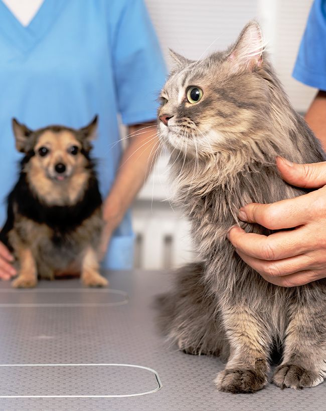 veterinarian checking pets