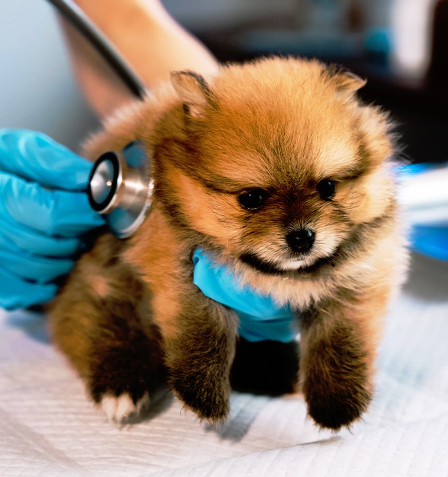 vet checking adorable furry pomeranian puppy